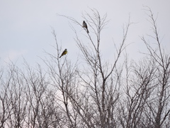 Tyrannus melancholicus