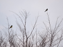 Tyrannus melancholicus