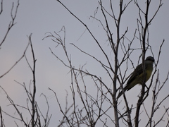 Tyrannus melancholicus