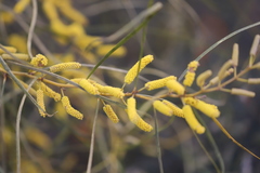 Acacia lasiocalyx