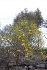 Acacia lasiocalyx