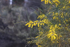 Acacia lasiocalyx