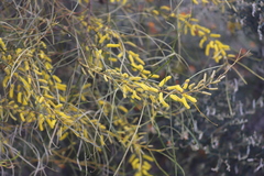 Acacia lasiocalyx