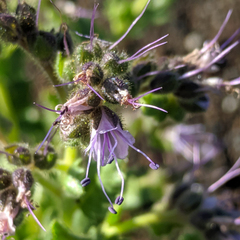Phacelia serrata