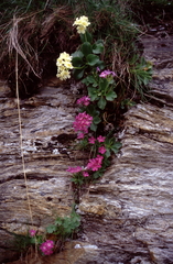 Primula × pubescens