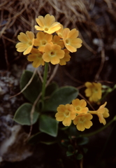Primula × pubescens