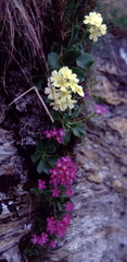 Primula × pubescens