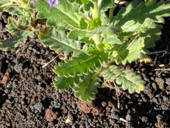 Phacelia serrata