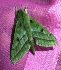 Xylophanes mirabilis