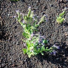 Phacelia serrata