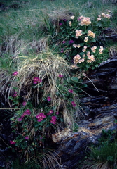 Primula × pubescens