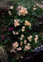Primula × pubescens