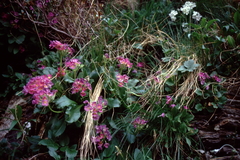 Primula × pubescens