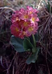 Primula × pubescens