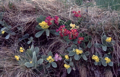 Primula × pubescens