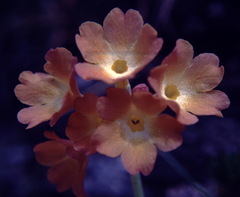 Primula × pubescens