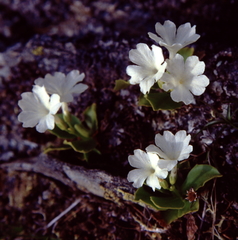 Primula × pubescens