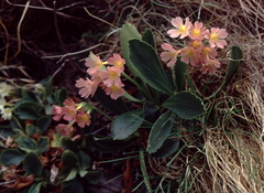 Primula × pubescens