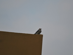 Melanerpes aurifrons