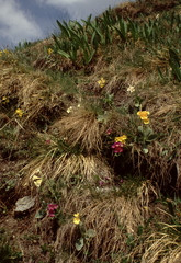 Primula × pubescens