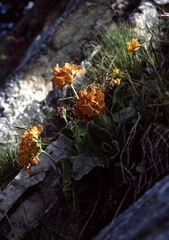 Primula × pubescens