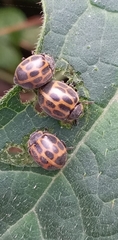 Epilachna paenulata
