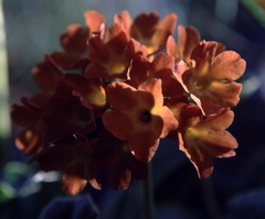 Primula × pubescens