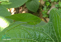 Microcentrum marginatum