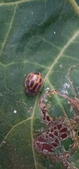 Epilachna paenulata