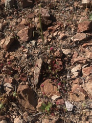 Eriogonum nortonii
