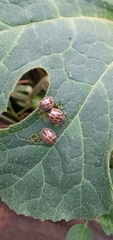 Epilachna paenulata