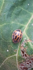 Epilachna paenulata