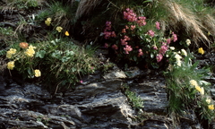 Primula × pubescens