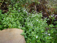 Nemesia macrocarpa