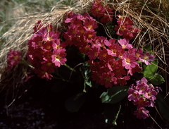 Primula × pubescens