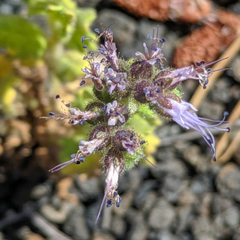 Phacelia serrata