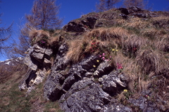 Primula × pubescens