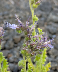 Phacelia serrata