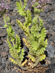 Phacelia serrata