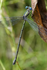 Archilestes latialatus
