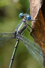 Archilestes latialatus