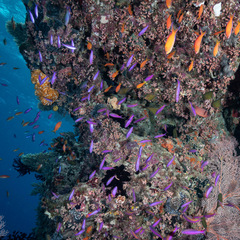 Mirolabrichthys tuka