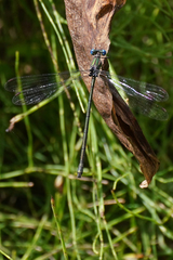 Archilestes latialatus