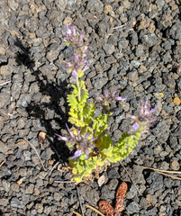 Phacelia serrata