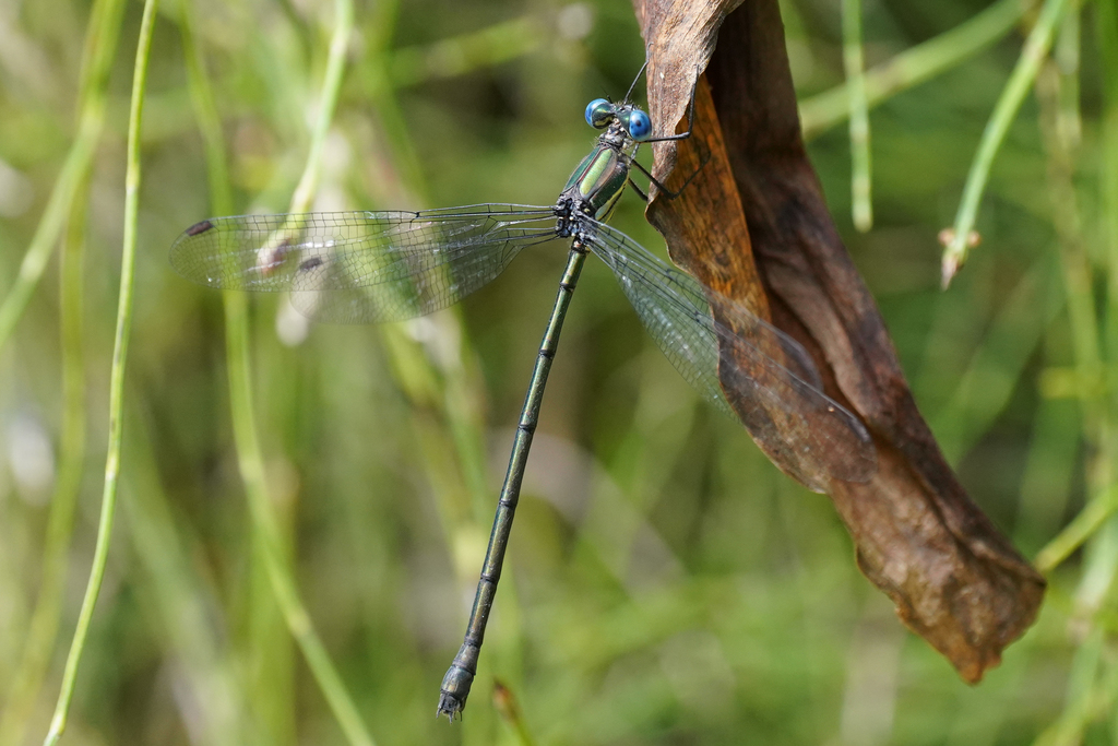 Yellow-eyed Spreadwing
