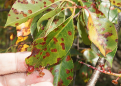 Mycosphaerella colorata