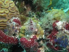 Clavelina puertosecensis