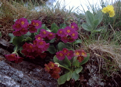 Primula × pubescens