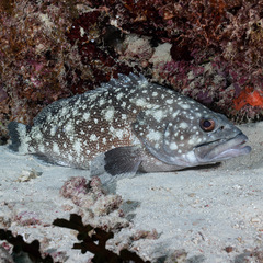 Epinephelus coeruleopunctatus