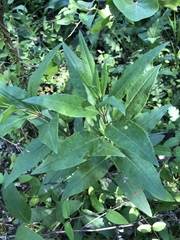Salvia pentstemonoides